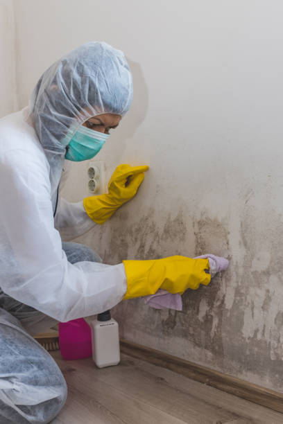 Professional Mold Removal in Sound Beach, NY