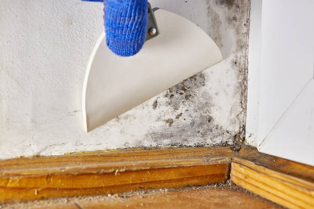 Best Mold Removal for HVAC Installations  in Sound Beach, NY